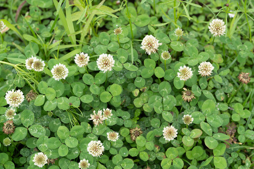 white clover