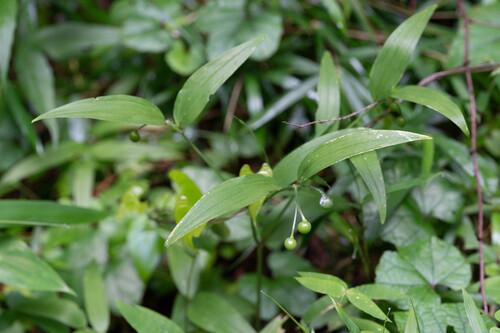 Disporum sessile observed 2026-06-21