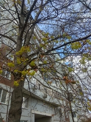 Acer platanoides