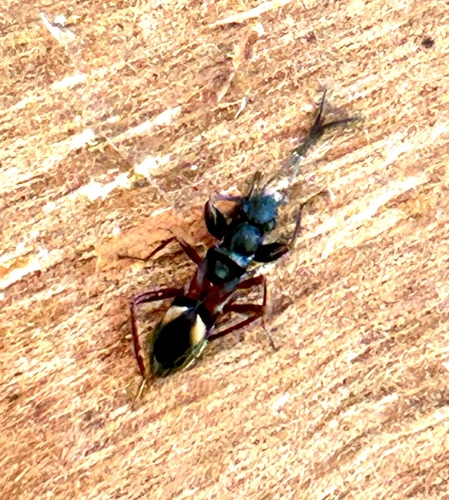 Daerlac cephalotes