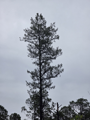 Pinus serotina, photograph 1