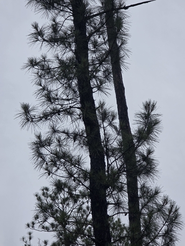 Pinus serotina, photograph 2