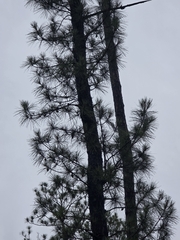Pinus serotina, photograph (c) Scott Allen Davis, some rights reserved (CC BY)