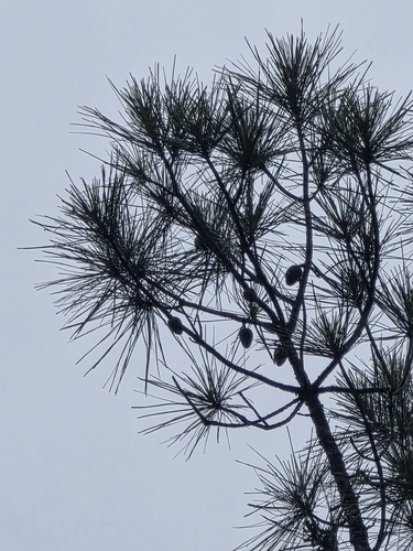 Pinus serotina, photograph 3