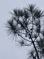 Pinus serotina, photograph (c) Scott Allen Davis, some rights reserved (CC BY)