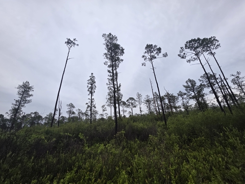 Pinus serotina, photograph 4