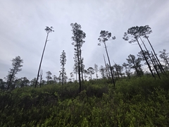 Pinus serotina, photograph (c) Scott Allen Davis, some rights reserved (CC BY)