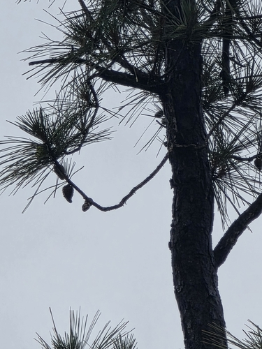 Pinus serotina, photograph 5