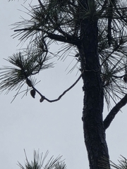 Pinus serotina, photograph (c) Scott Allen Davis, some rights reserved (CC BY)