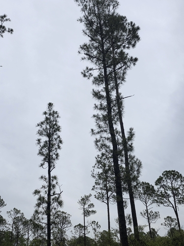 Pinus serotina, photograph 6