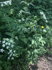 Chaerophyllum temulum