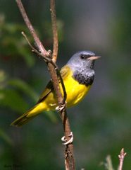Mourning Warbler photo 4