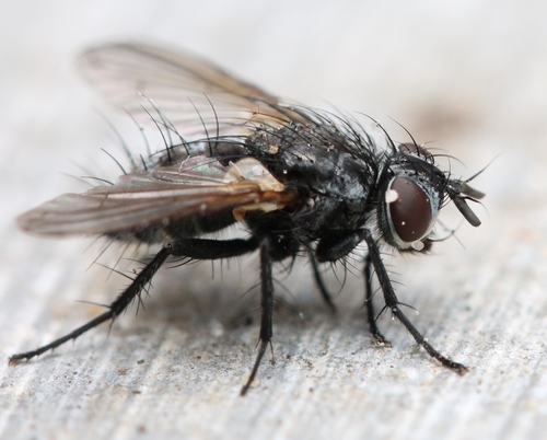Woldai Insect Genus Oswaldia · iNaturalist