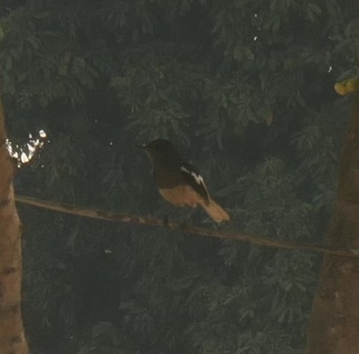 Oriental Magpie-Robin