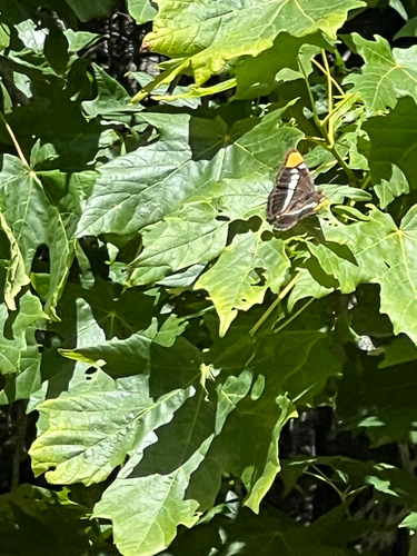 iNaturalist observation photo of California Sister