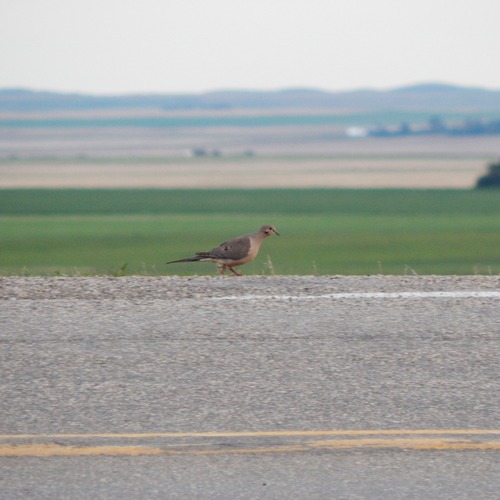 Mourning Dove