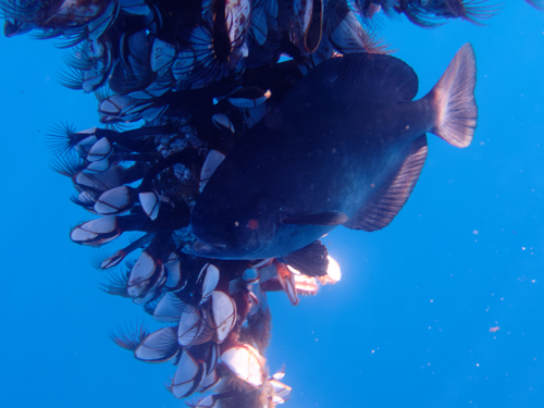 Imperial blackfish (Schedophilus ovalis) — Centrolophidae — 4