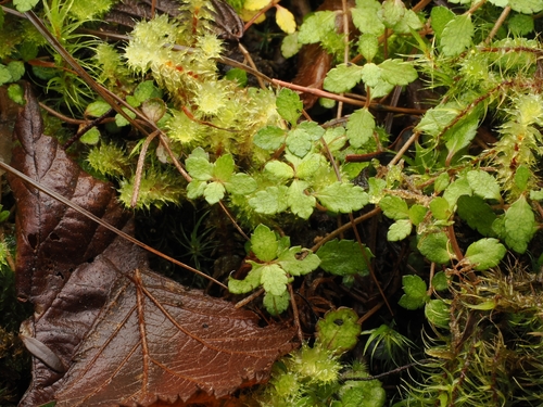 Gonocarpus aggregatus observed 2026-06-21