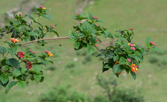 Lantana camara
