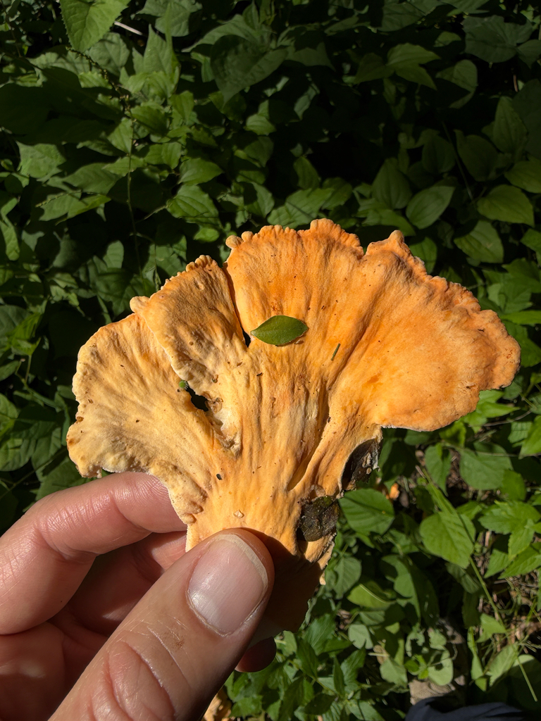 White-pored Chicken of the Woods · June 2026 · photo: Photo: (c) Kevin, some rights reserved (CC BY) · iNaturalist