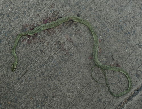Golden Tree Snake