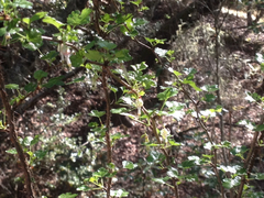 Ribes divaricatum pubiflorum
