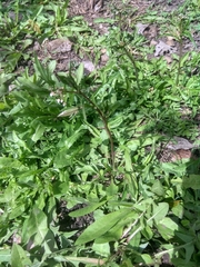 Capsella bursa-pastoris