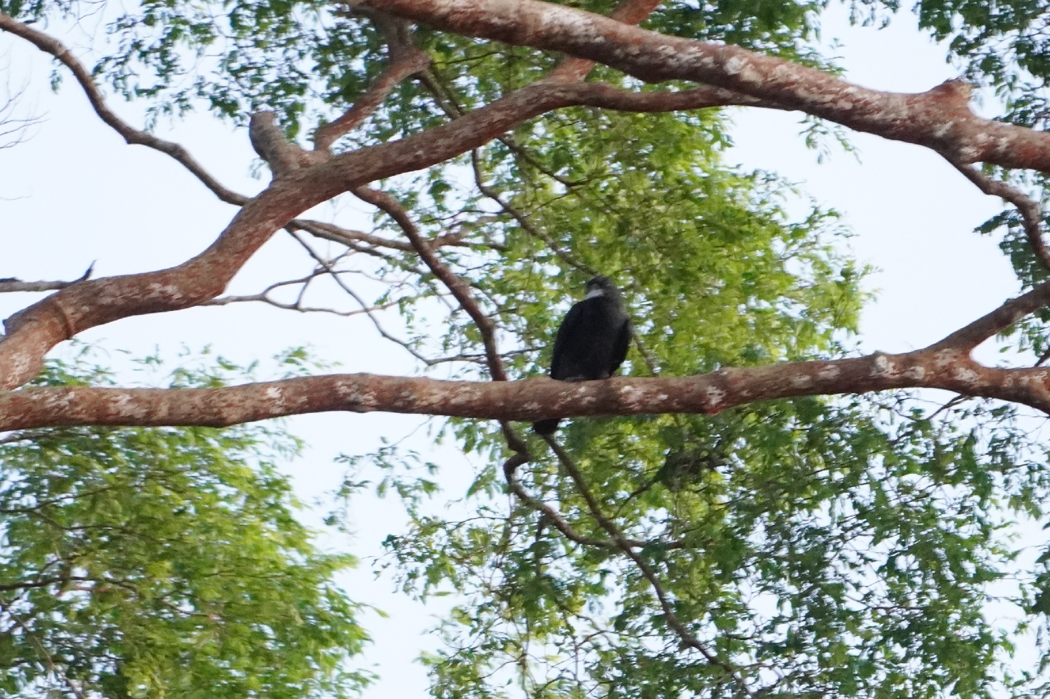 Sunda Crow (Corvus enca), photo 1