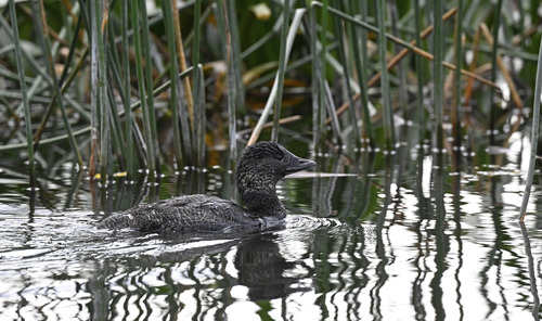 Musk Duck