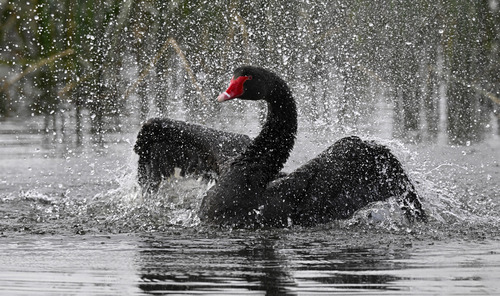 Black Swan