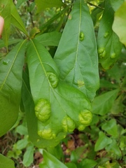 Taphrina caerulescens