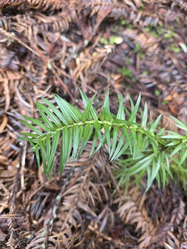 Cunninghamia lanceolata, photograph 4