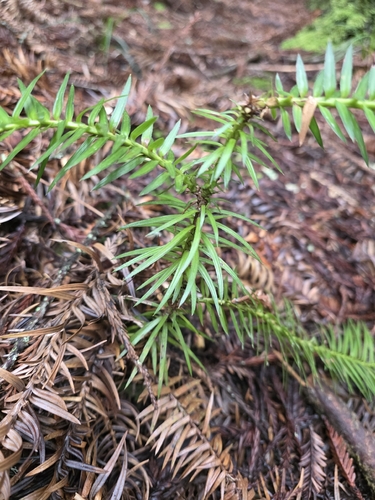 Cunninghamia lanceolata, photograph 5