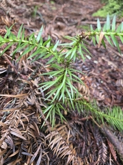 Cunninghamia lanceolata, photograph author not stated, no rights reserved