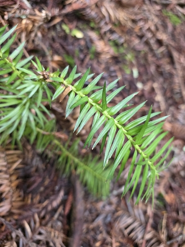 Cunninghamia lanceolata, photograph 6