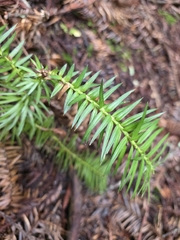 Cunninghamia lanceolata, photograph author not stated, no rights reserved