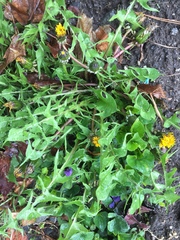 Taraxacum officinale