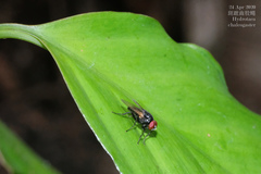 Hydrotaea chalcogaster