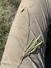 Microseris douglasii platycarpha