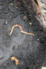 Bipalium adventitium