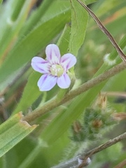 Convolvulus simulans