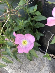 Oenothera speciosa