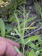 Convolvulus simulans