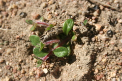 Tetragonia herbacea