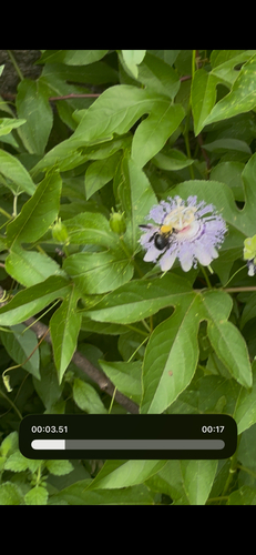 Eastern Carpenter Bee