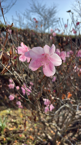 Rhododendron pentaphyllum iNat (3)