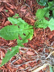 Taraxacum officinale