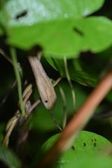 Thamnodynastes pallidus