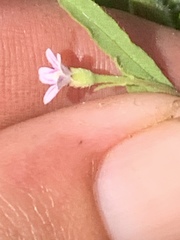 Convolvulus simulans