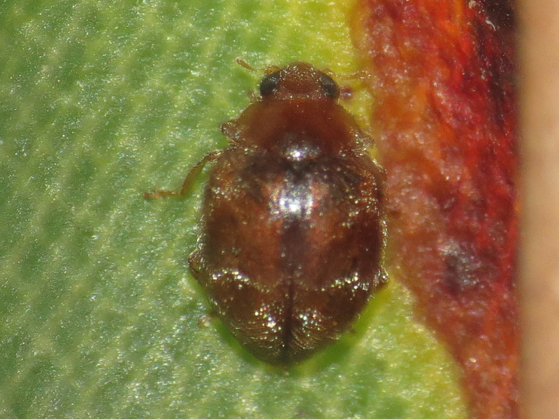 Nebulous Lady Beetle